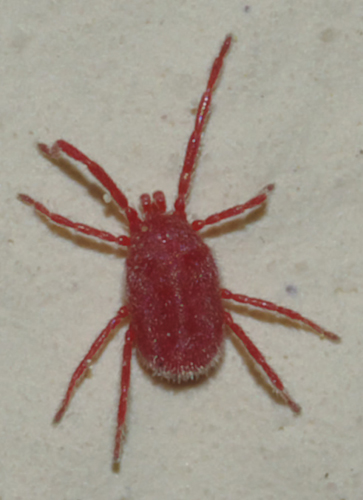 Erythraeidae: Balaustium?